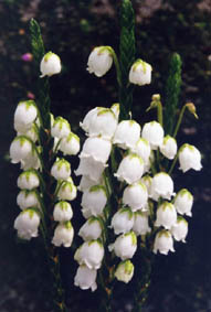 Cassiope 'Edinburgh'